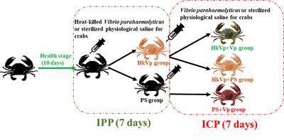 Enhanced Immune Protection of Mud Crab Scylla paramamosain in Response to the Secondary Challenge by Vibrio parahaemolyticus